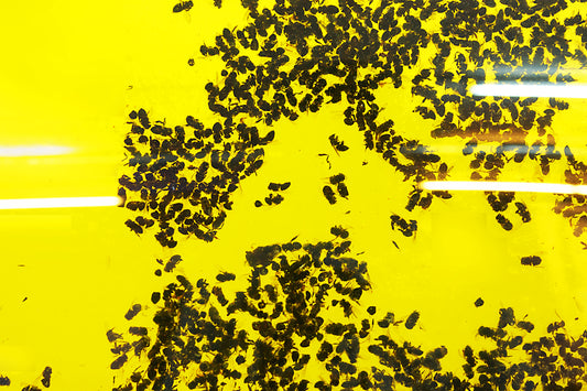 「イエスの誕生」