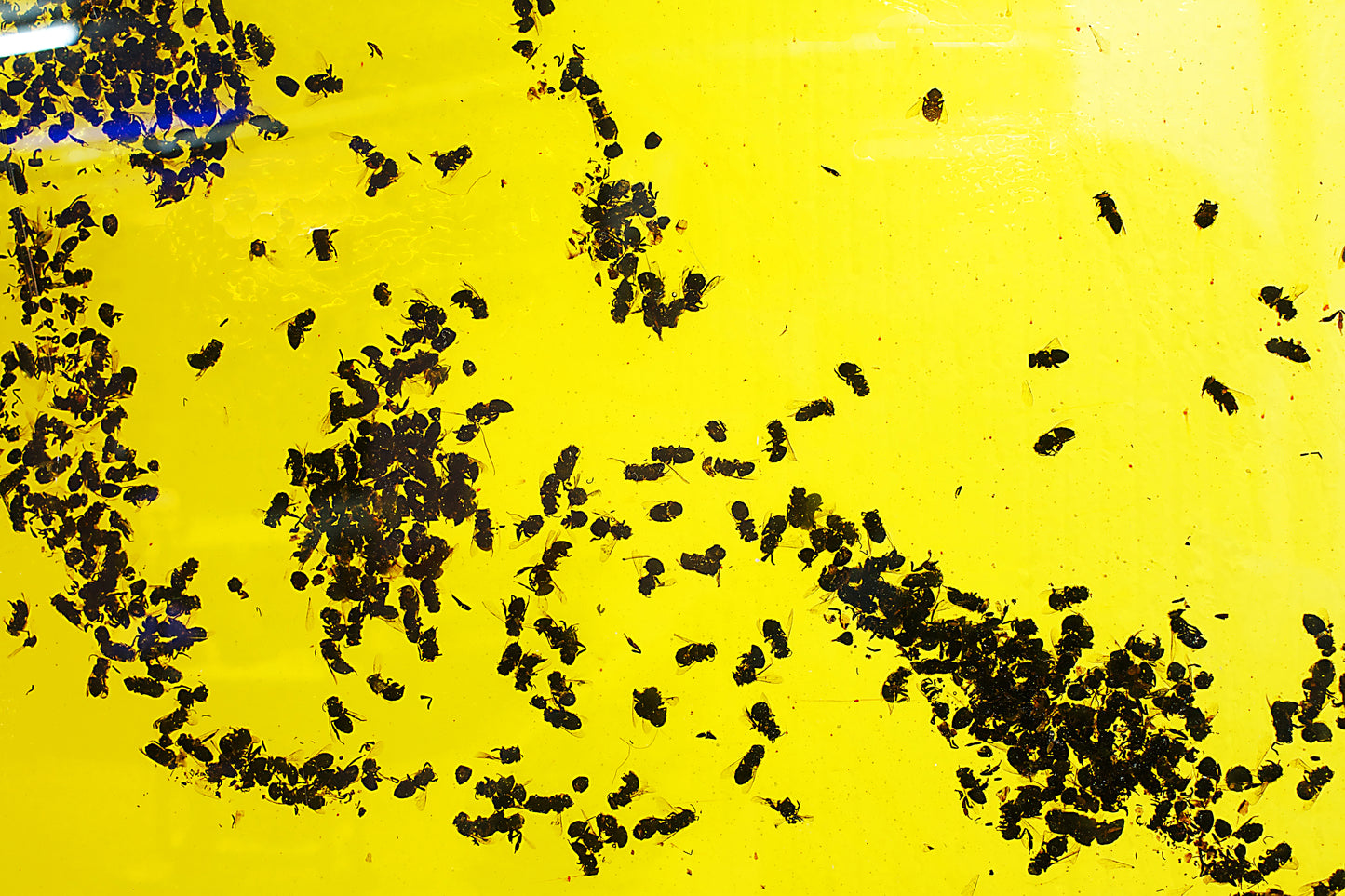 「イエスの誕生」