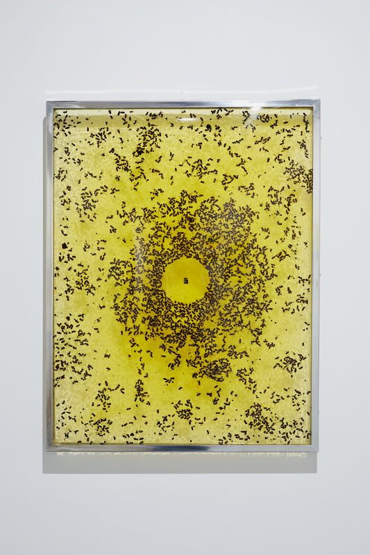 「イエスの誕生」