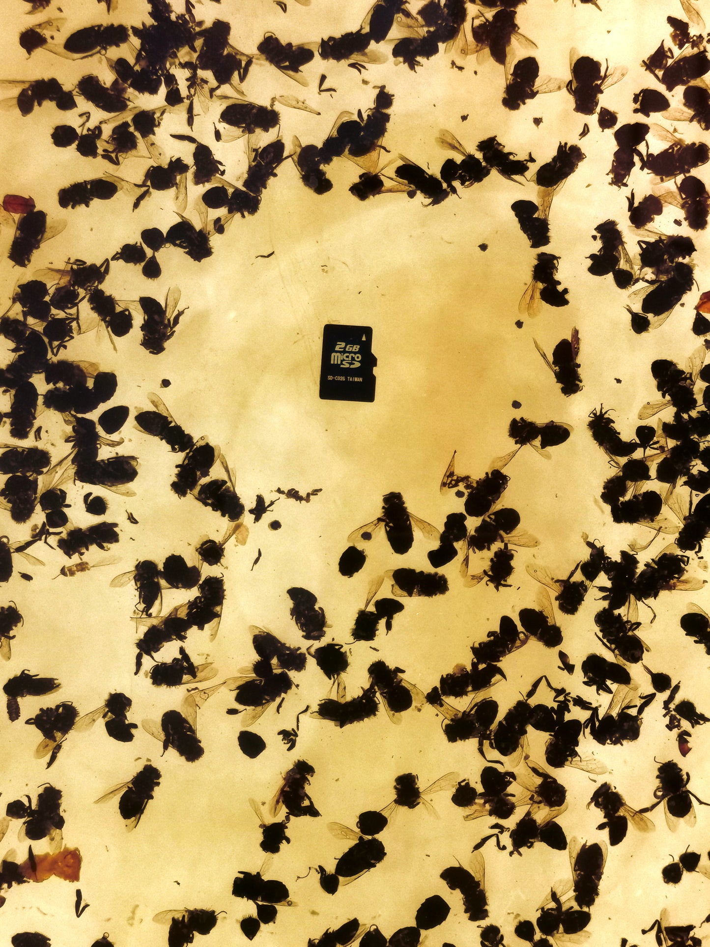 「イエスの誕生」