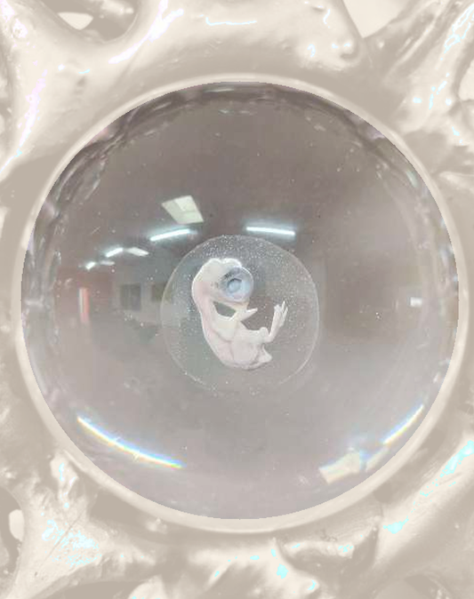 サイバーファームII